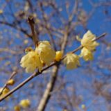 春隣の１月、県西地区も見所たくさん