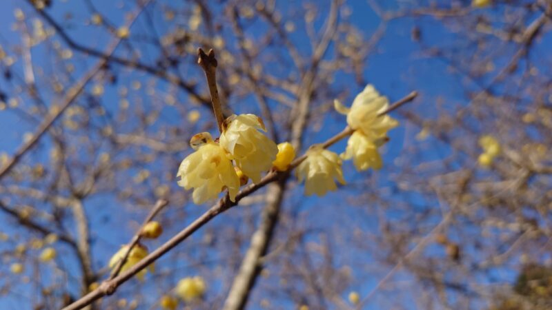 春隣の１月、県西地区も見所たくさん